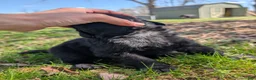 Newfoundland dogs for sale: Hero - Ad 18
