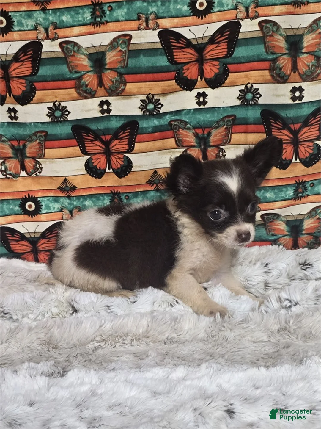 Chihuahua dogs for sale: Teacup Chocolate and White Chihuahua 1 - Ad 2