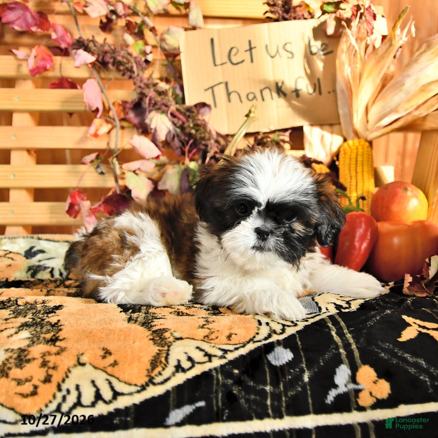 Shih Tzu dogs for sale: Gilbert - Ad 2