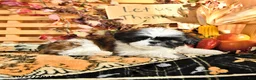 Shih Tzu dogs for sale: Gilbert - Ad 2