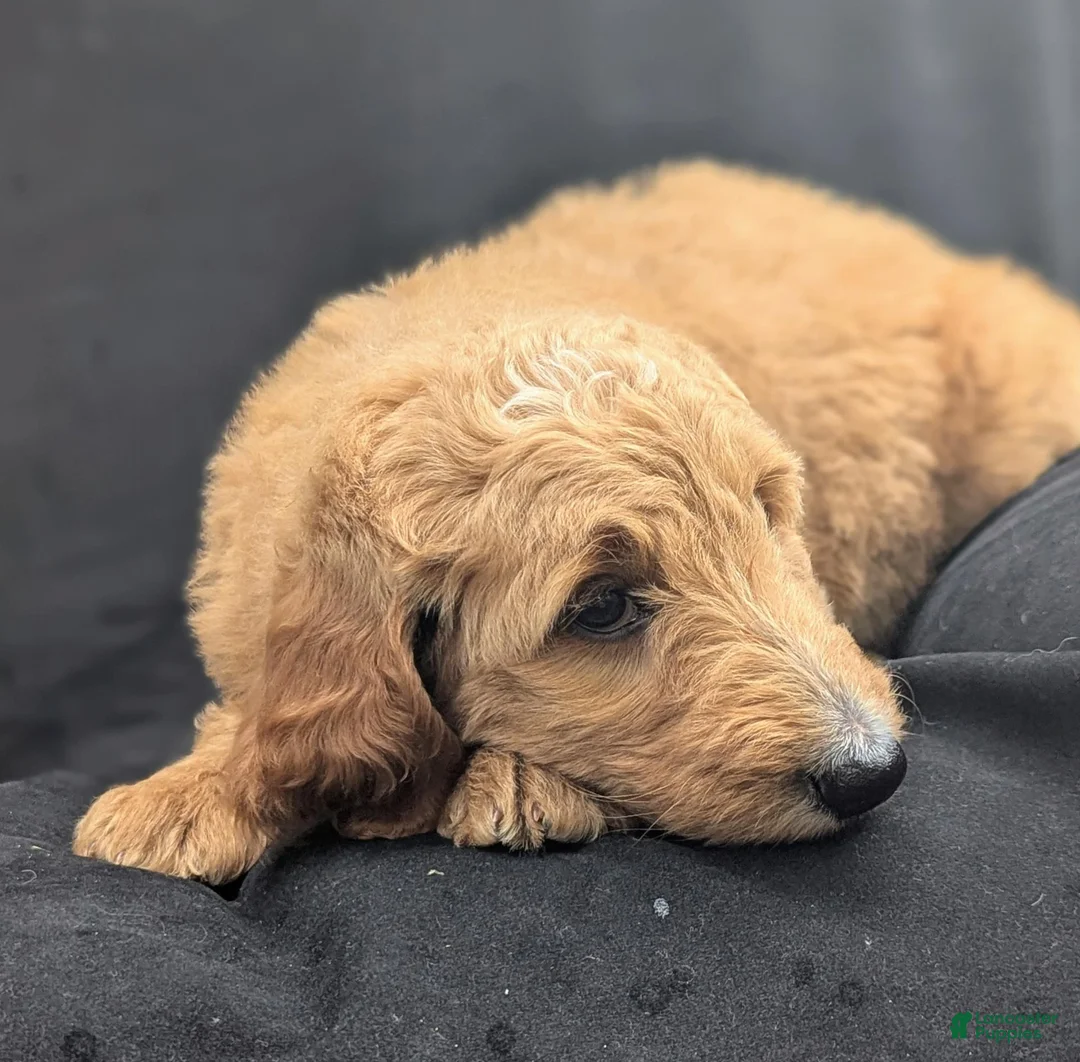 Goldendoodle dogs for sale: Rusty - Ad 17