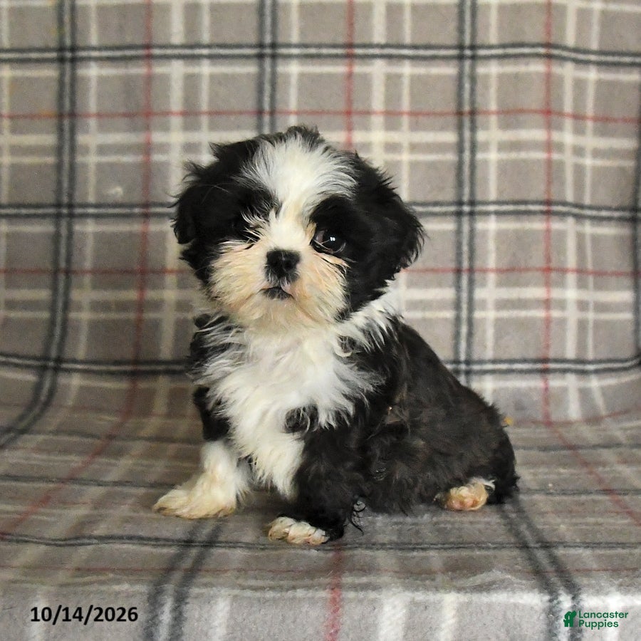 Shih Tzu dogs Tulip - Ad 1