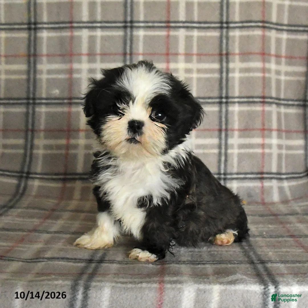 Shih Tzu dogs for sale: Tulip - Ad 1