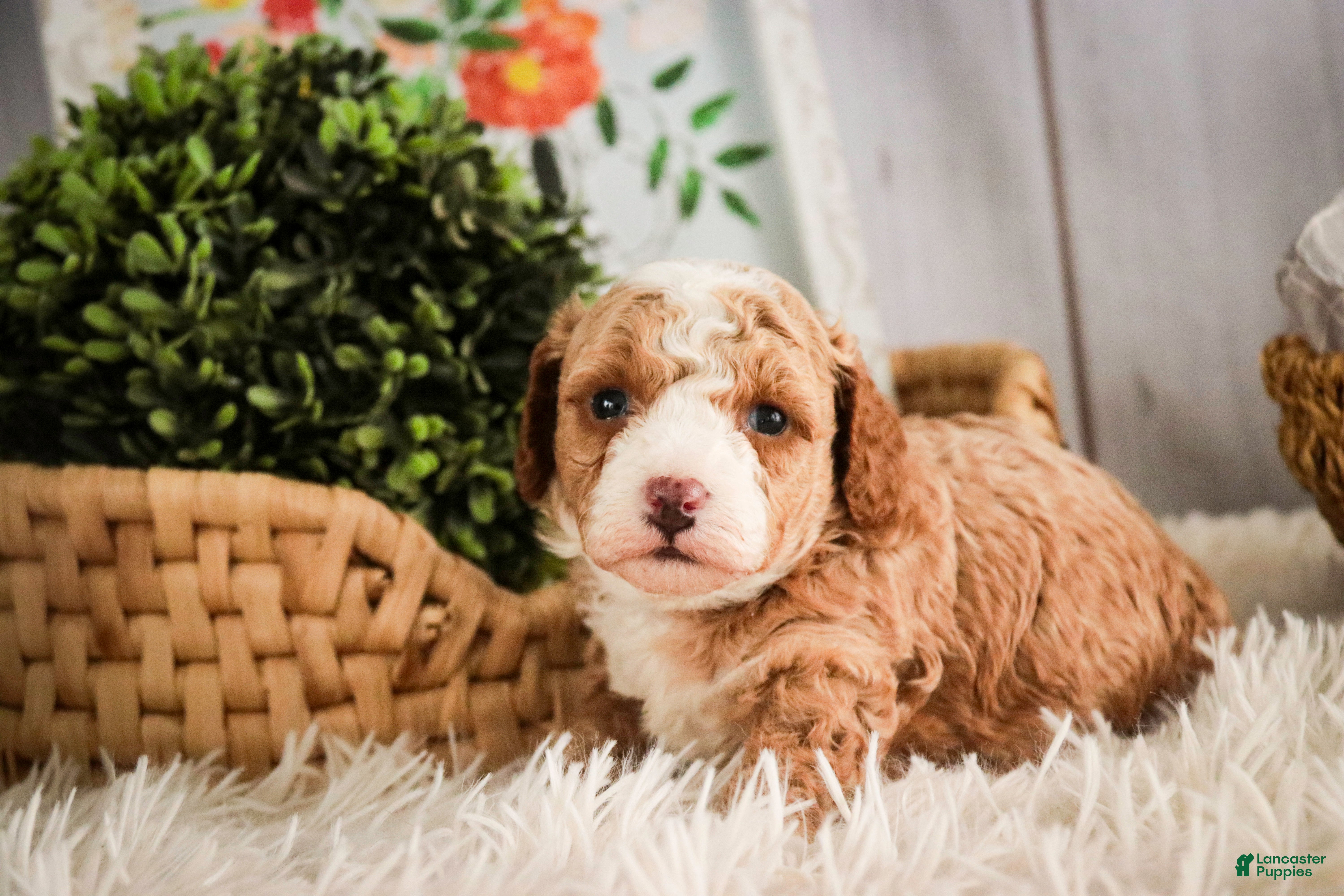 Miniature Poodle dogs Eden - Ad 2