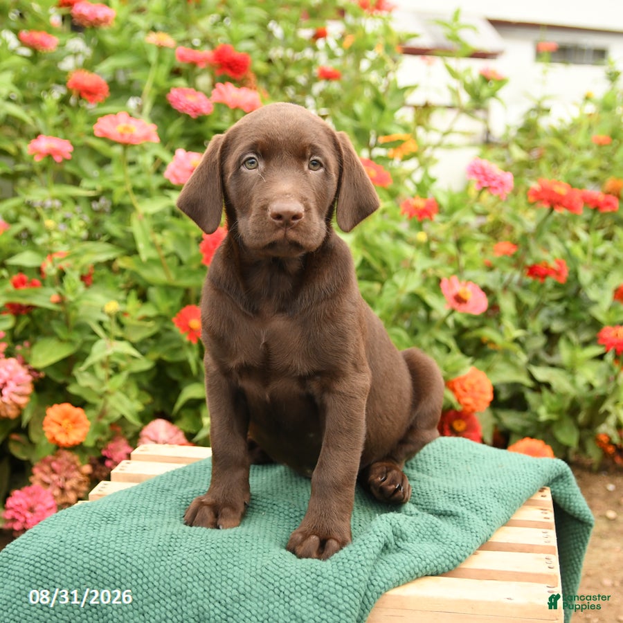 Labrador Retriever dogs Kodak - Ad 1