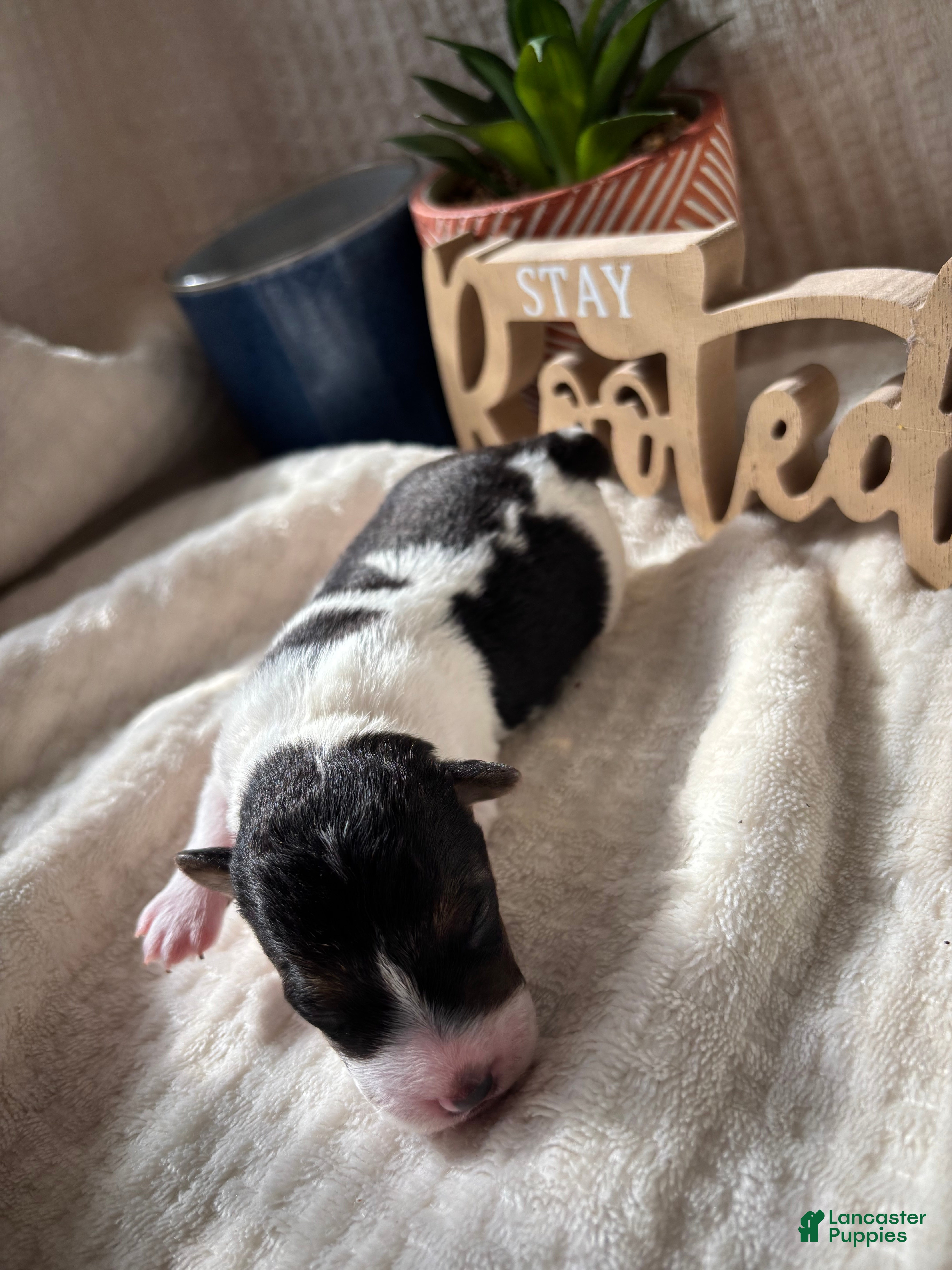 Wire Fox Terrier dogs Wire Fox Terrier 6 - Ad 11