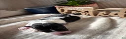 Wire Fox Terrier dogs for sale: Wire Fox Terrier 6 - Ad 1