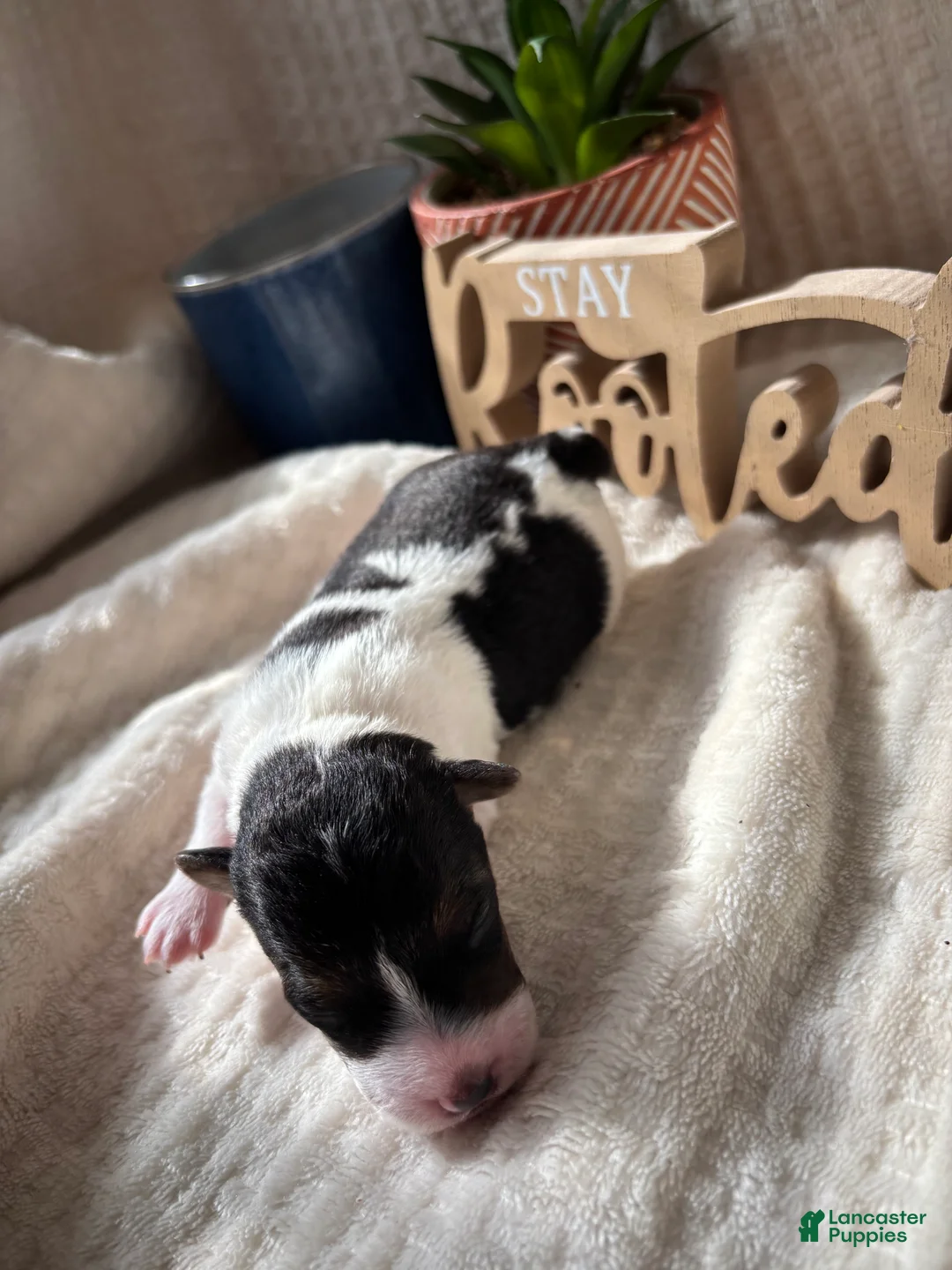 Wire Fox Terrier dogs for sale: Wire Fox Terrier 6 - Ad 1