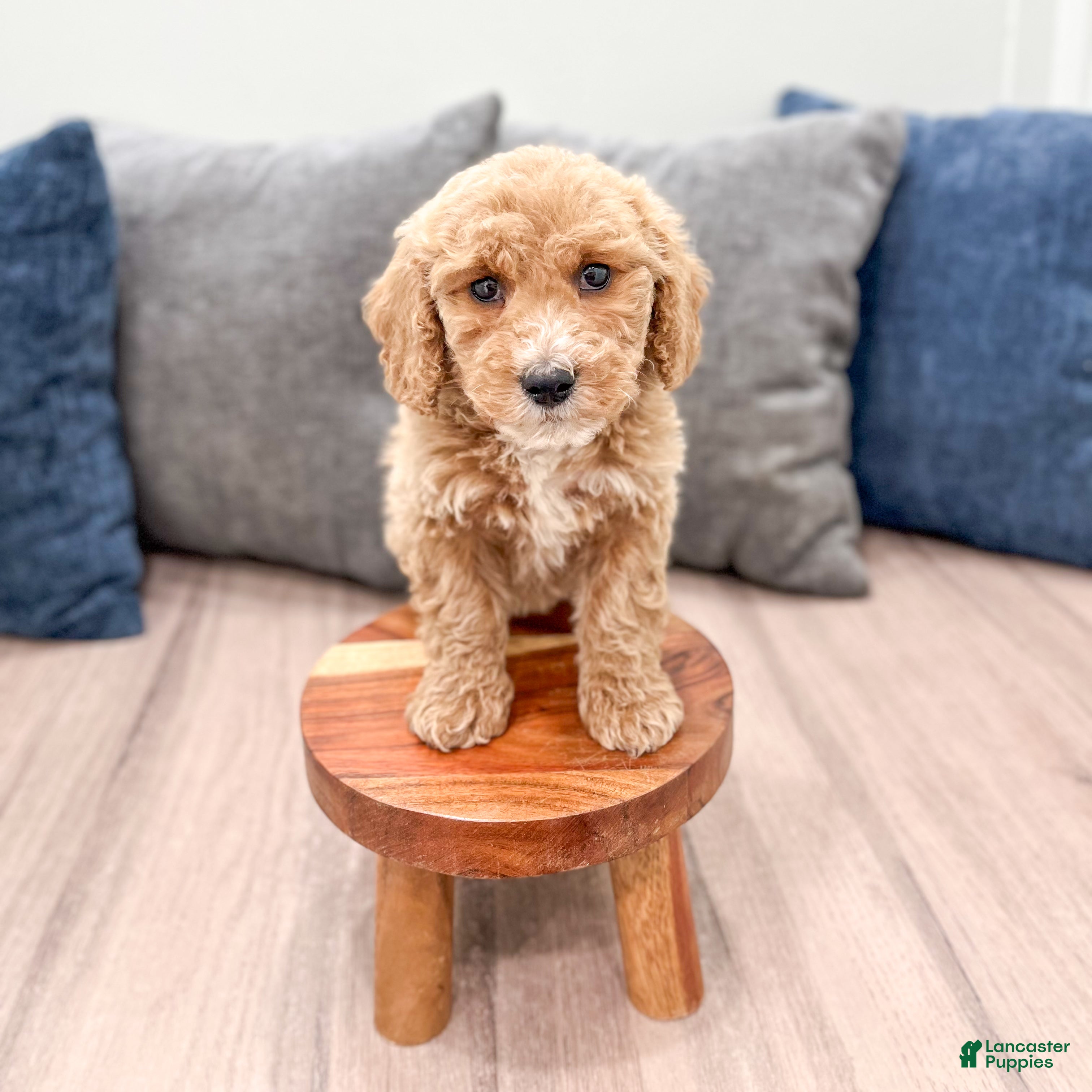 Miniature Labradoodle dogs Klark - Ad 2