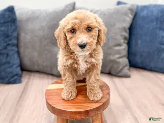 Miniature Labradoodle dogs for sale: Klark - Ad 4