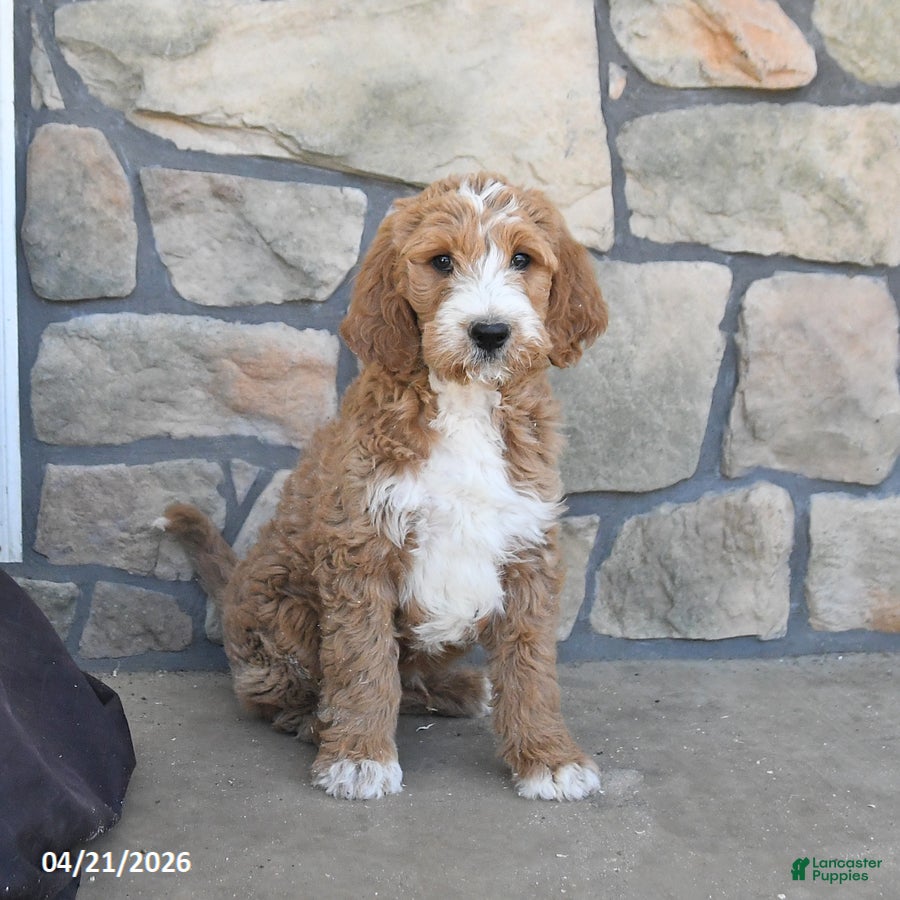 Labradoodle dogs Milo - Ad 2