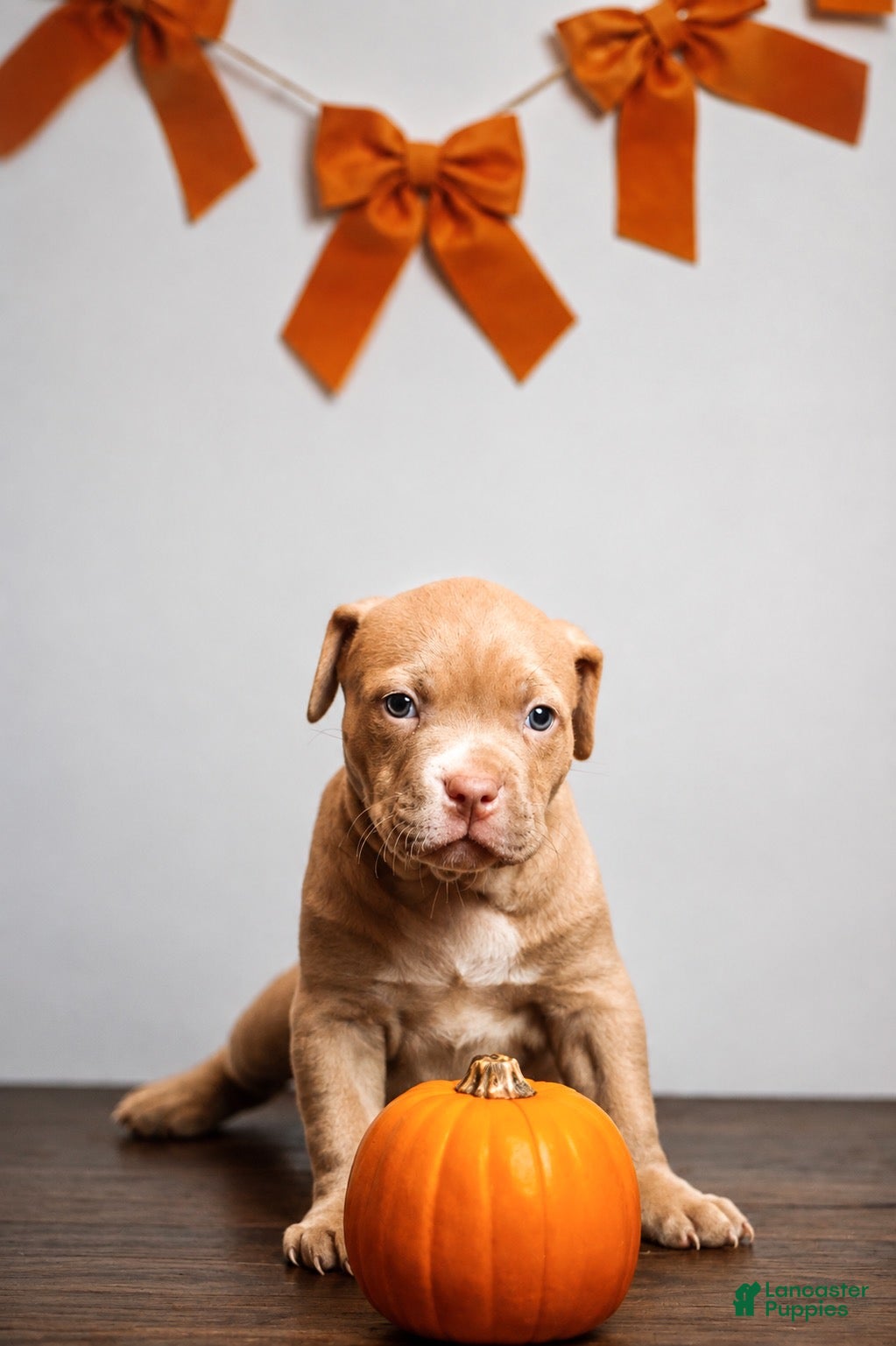 American Bully dogs for sale: American Bully 1 - Ad 7