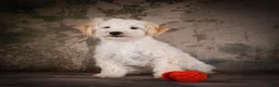 Maltipoo dogs for sale: Theodore - Ad 7