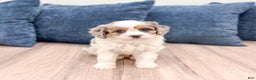 Cavapoo dogs for sale: Twinkie - Ad 1