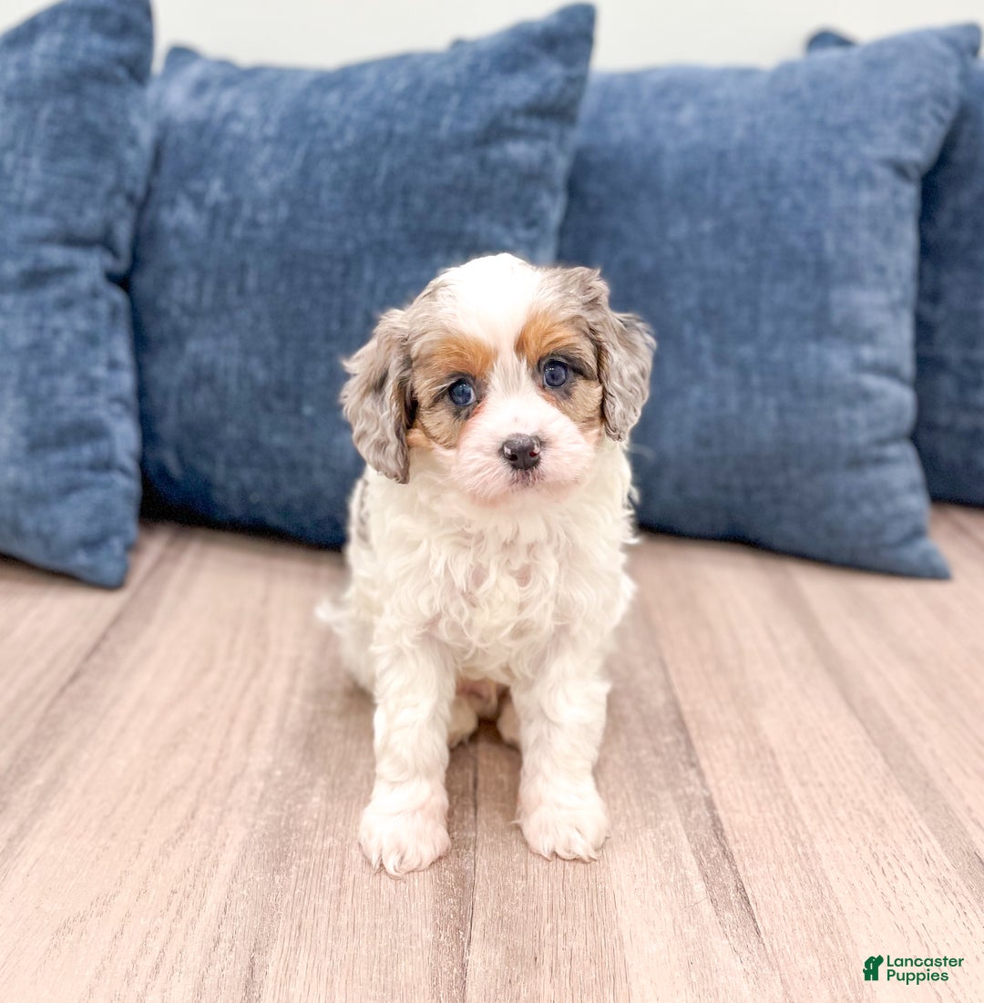 Cavapoo dogs for sale: Twinkie - Ad 1
