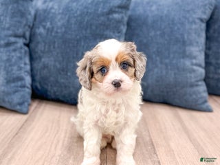 Cavapoo dogs Twinkie - Ad 16