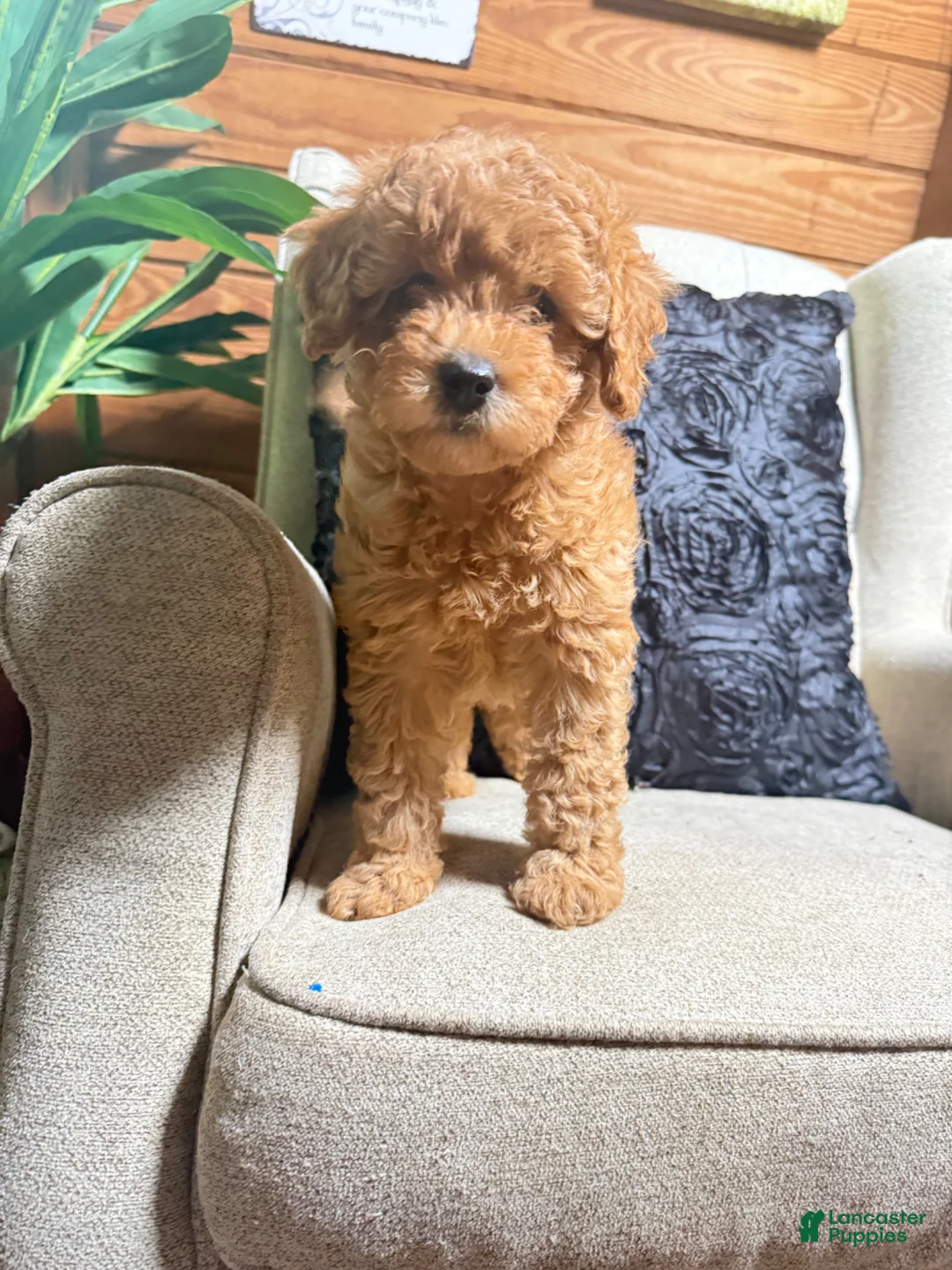 Cavapoo dogs for sale: Sadie  - Ad 8