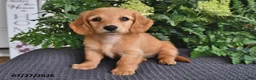 Miniature Dachshund dogs for sale: Minnie - Ad 4