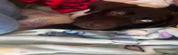 Labrador Retriever dogs for sale: Hazel - Ad 8
