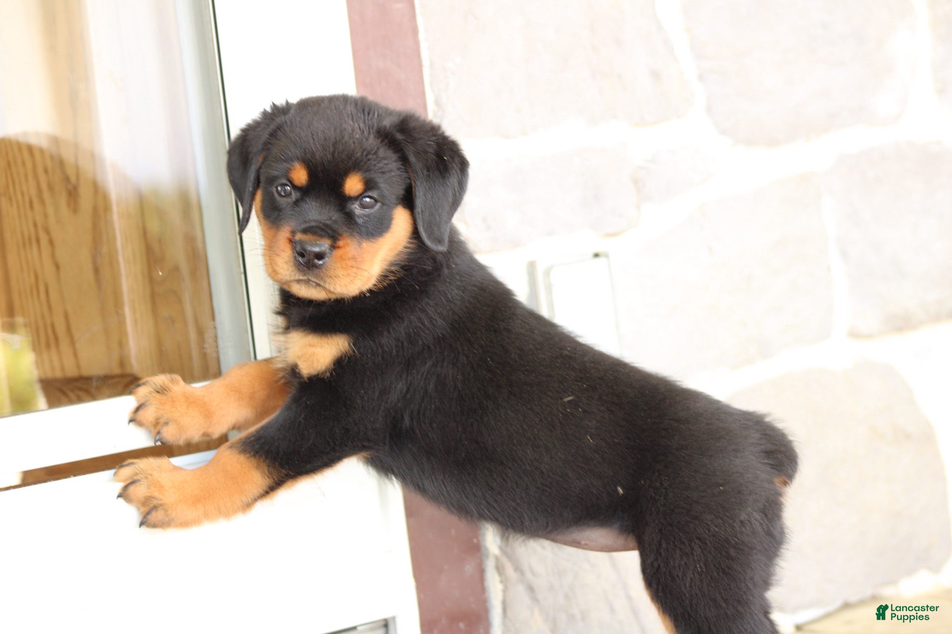 Rottweiler dogs for sale: Danielle - Ad 4