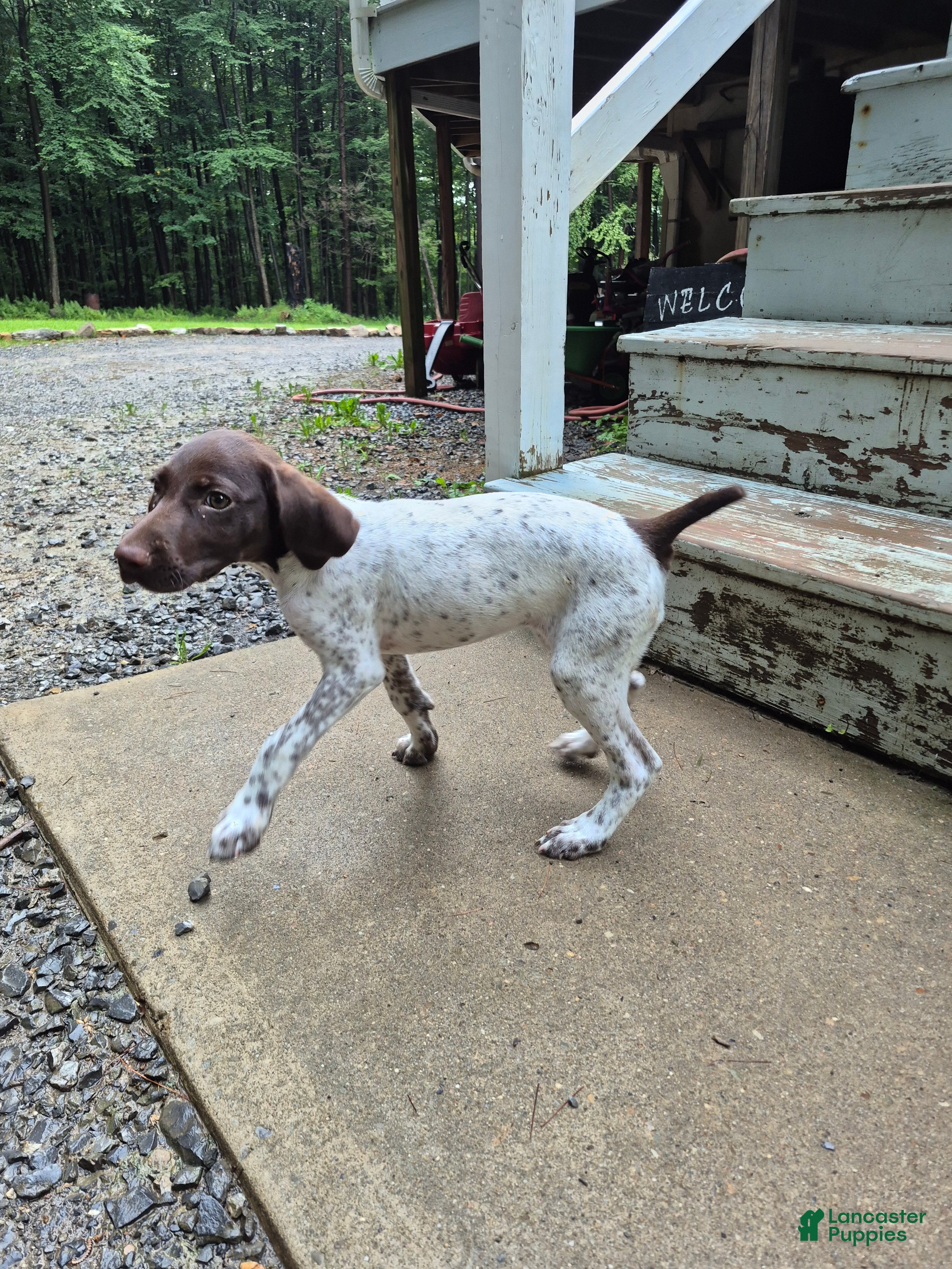 German Shorthaired Pointer dogs Fern - Ad 2