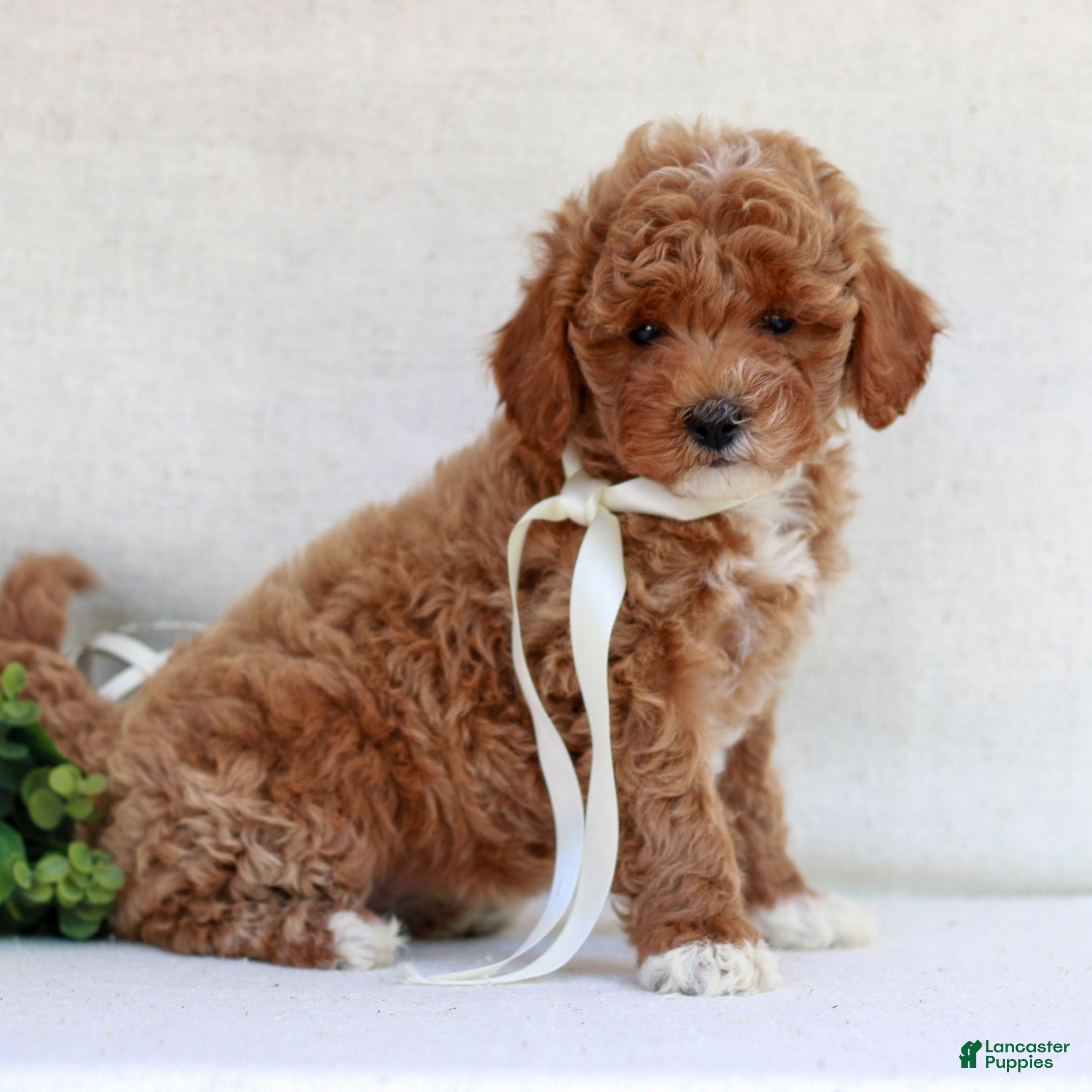 Cavapoo dogs Nollie  - Ad 2