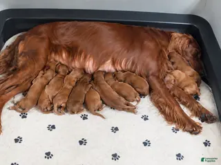 Irish Setter dogs Irish Setter 11 - Ad 11