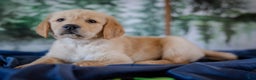 Golden Retriever dogs for sale: Green - Ad 6