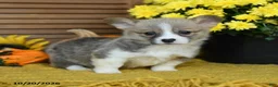 Welsh Corgi Pembroke dogs for sale: Dolly - Ad 2