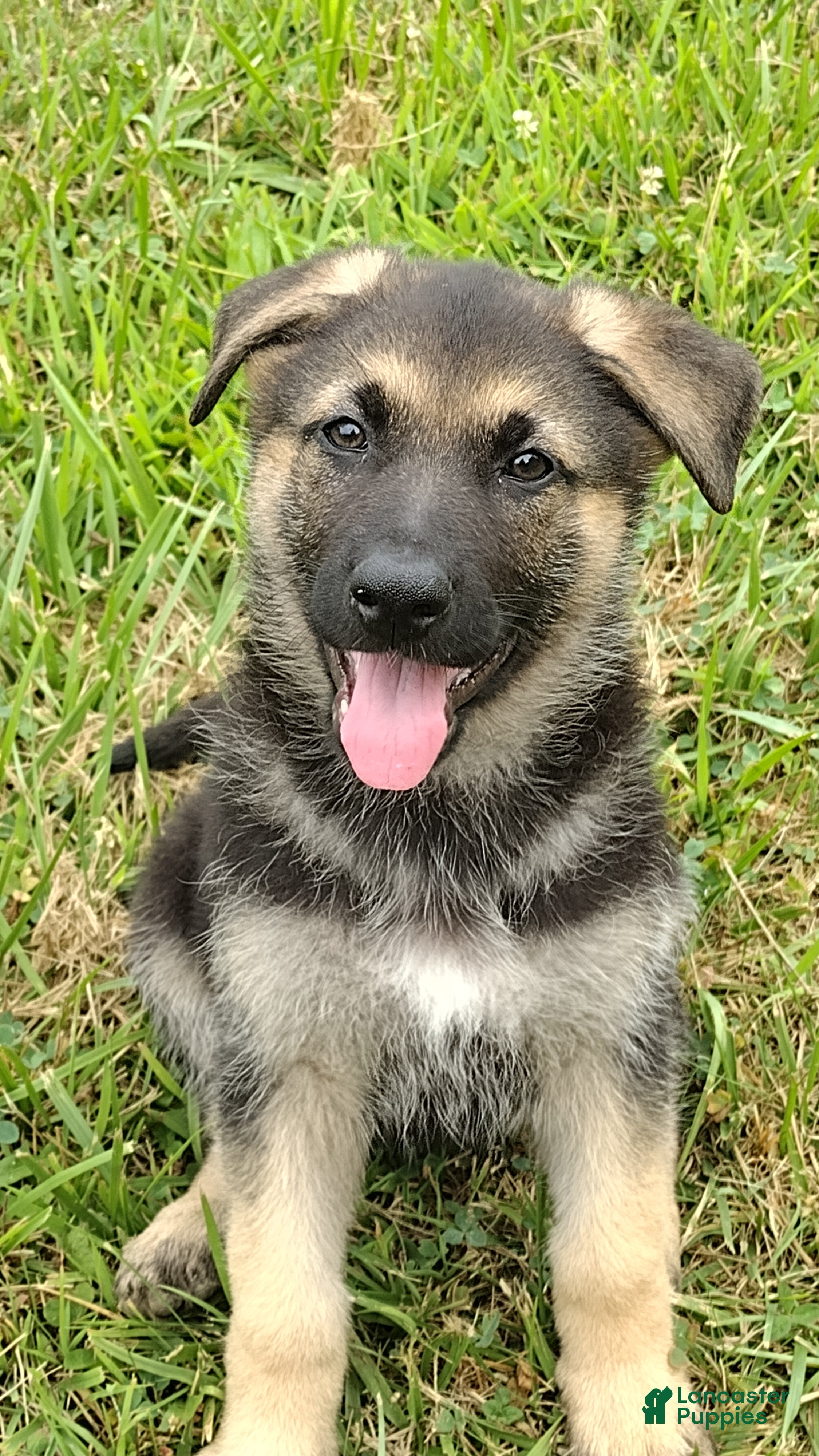 German Shepherd dogs Amy AKC - Ad 2