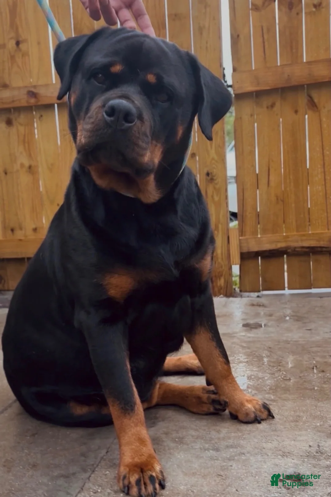 Rottweiler dogs for sale: Rottweiler - Ad 2
