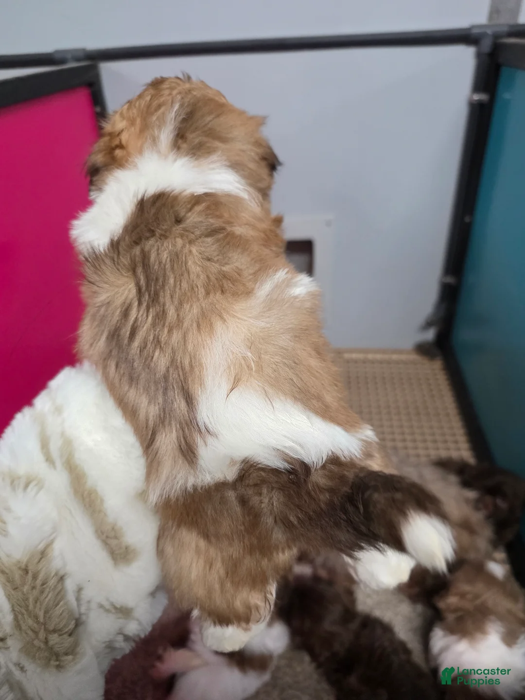 Shih Tzu dogs for sale: Shih Tzu Puppy 1 - Ad 2