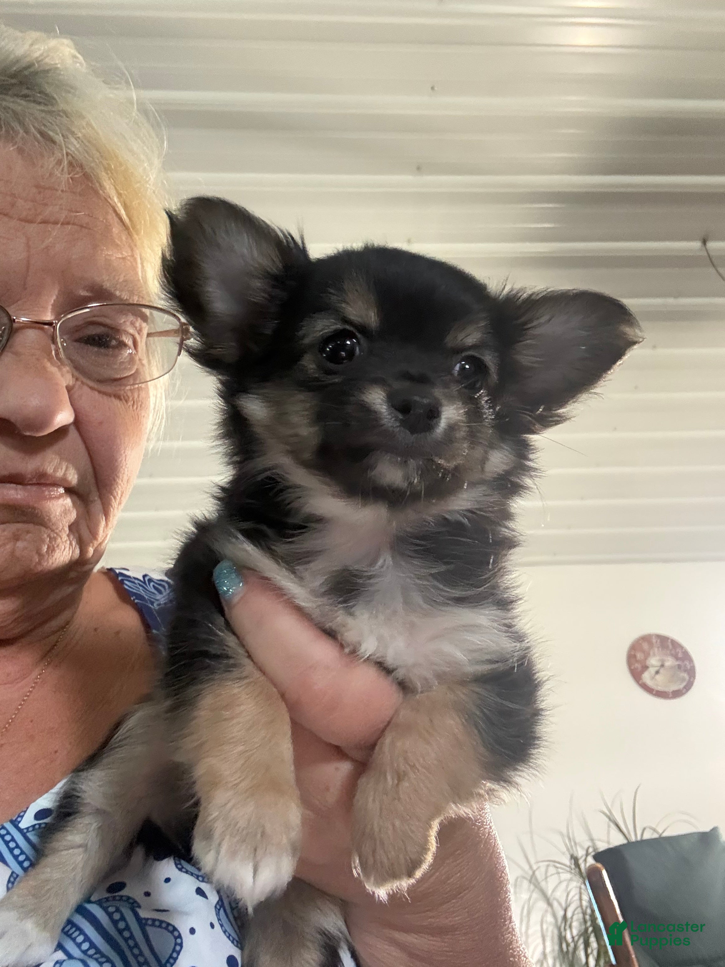 Chihuahua dogs Mini teddy - Ad 2