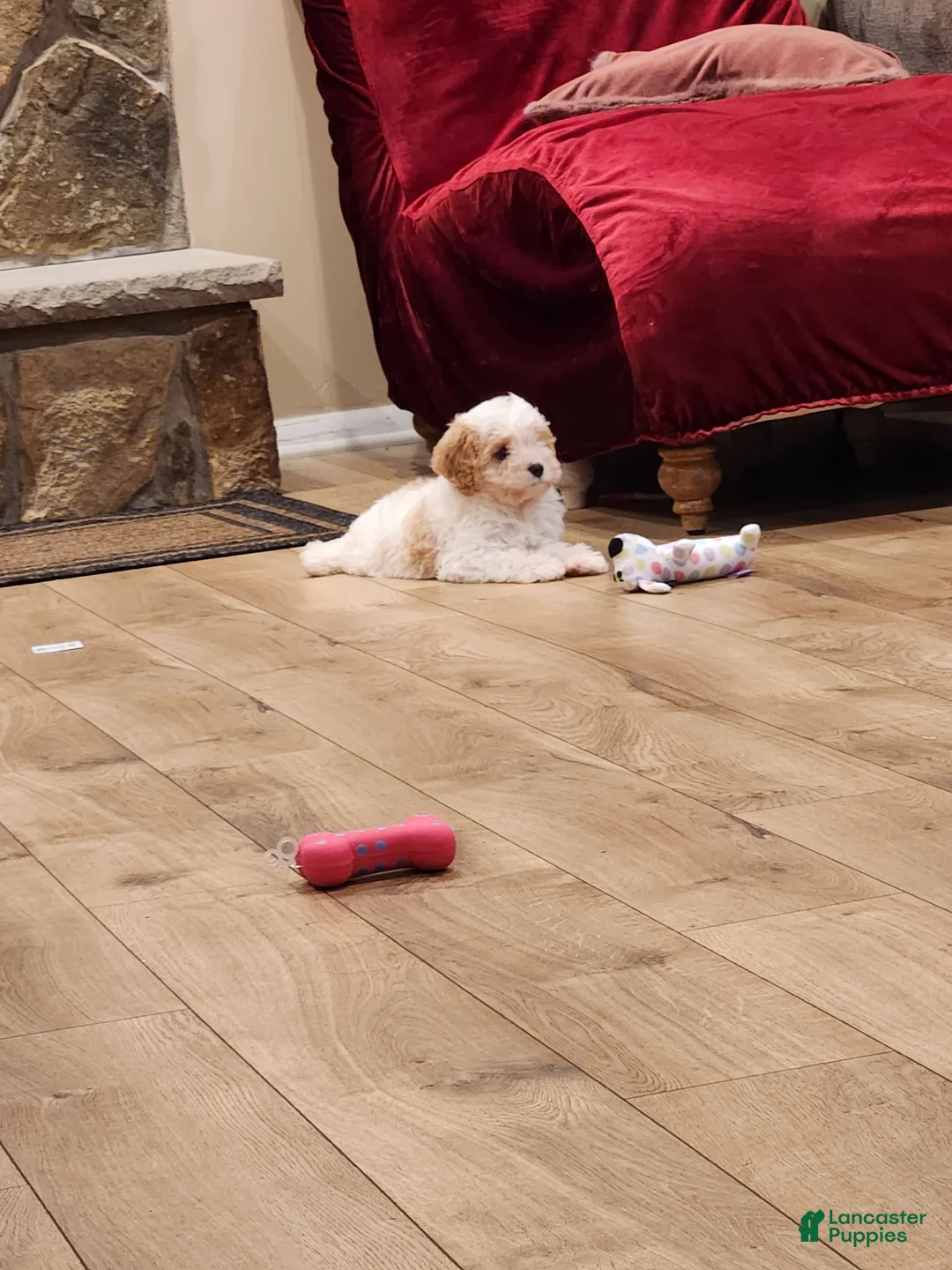 Gallery Image {{count}}