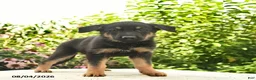 German Shepherd dogs for sale: Laser - Ad 2