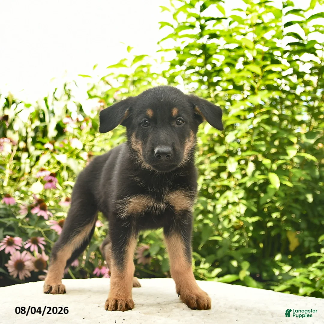 German Shepherd dogs for sale: Laser - Ad 2
