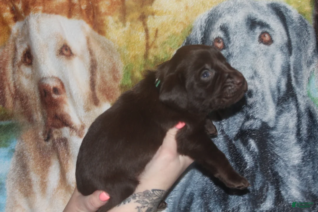 Labrador Retriever dogs for sale: Green Collar - Ad 2