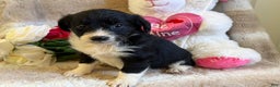 Mixed Breed dogs for sale: Dove  - Ad 3