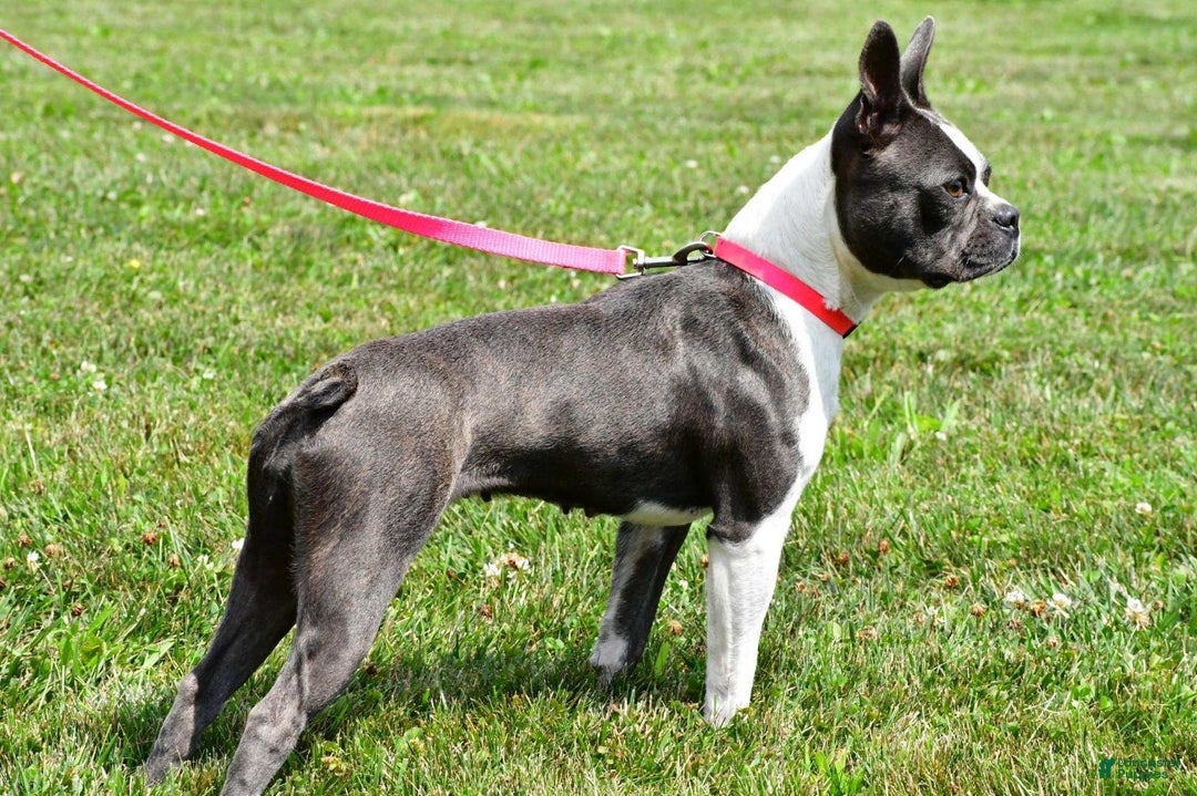 Frenchton dogs for sale: Blake - Ad 7