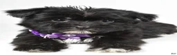 Morkie dogs for sale: Zoey - Ad 6