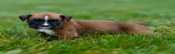 Boxer dogs for sale: Niki Boxer 4 - Ad 9