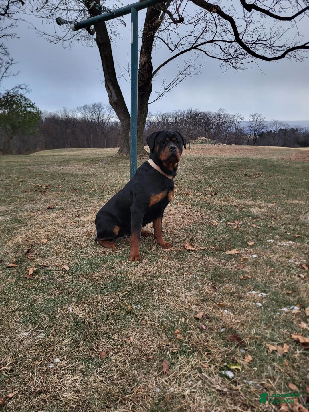 Rottweiler dogs for sale: Ping - Ad 9
