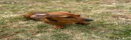 Miniature Dachshund dogs for sale: Coco - Ad 6
