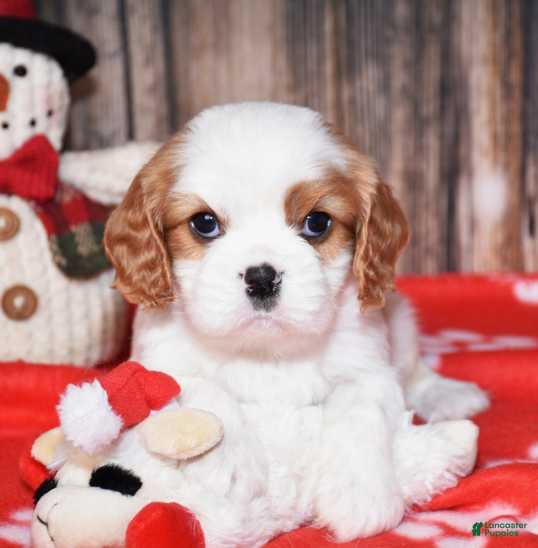 Cavalier King Charles Spaniel dogs for sale: Beckett - Ad 3