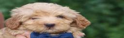Havapoo dogs for sale: Eugene 💛🐾 - Ad 3