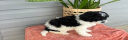Mini Bernedoodle dogs for sale: Finn - Ad 3