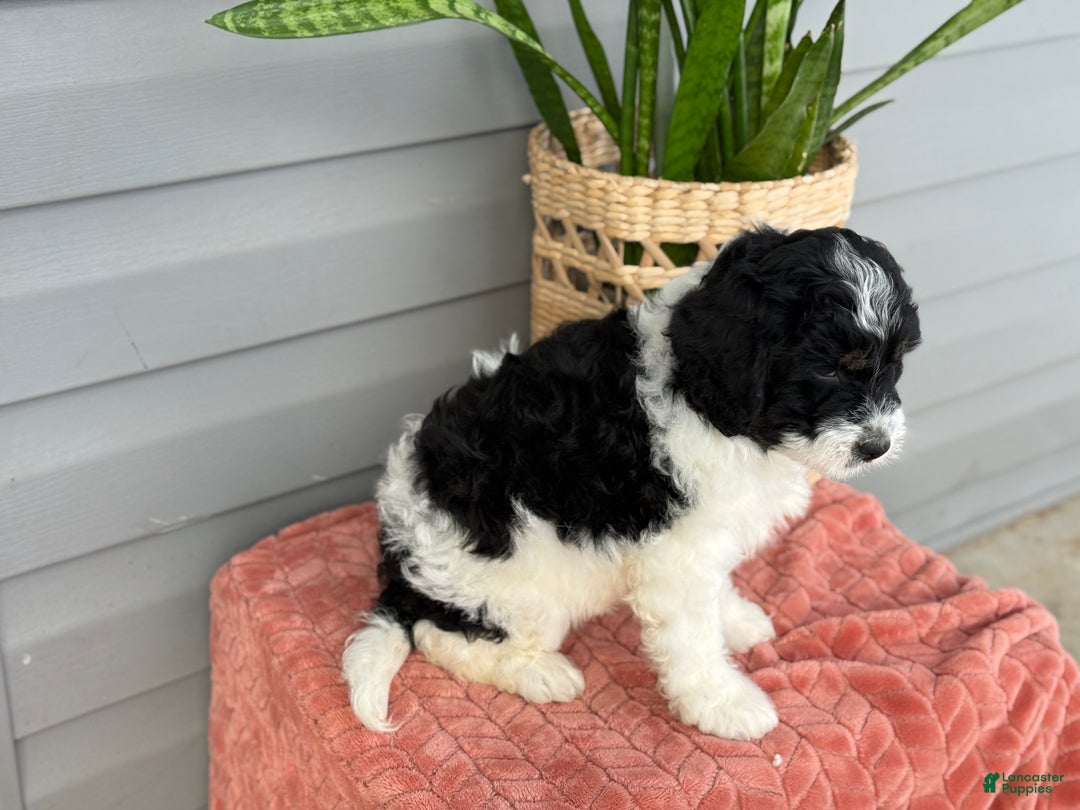 Mini Bernedoodle dogs for sale: Finn - Ad 3