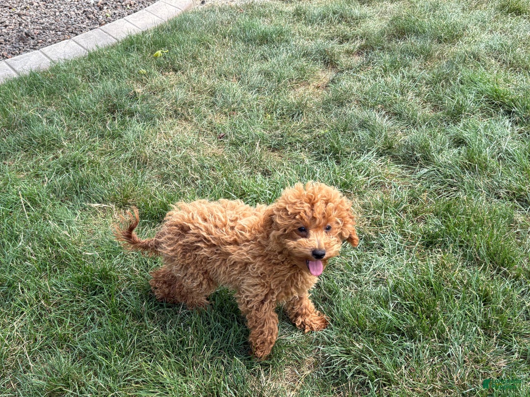 Maltipoo dogs for sale: Terry - Ad 3