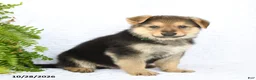 German Shepherd dogs for sale: Rider - Ad 2
