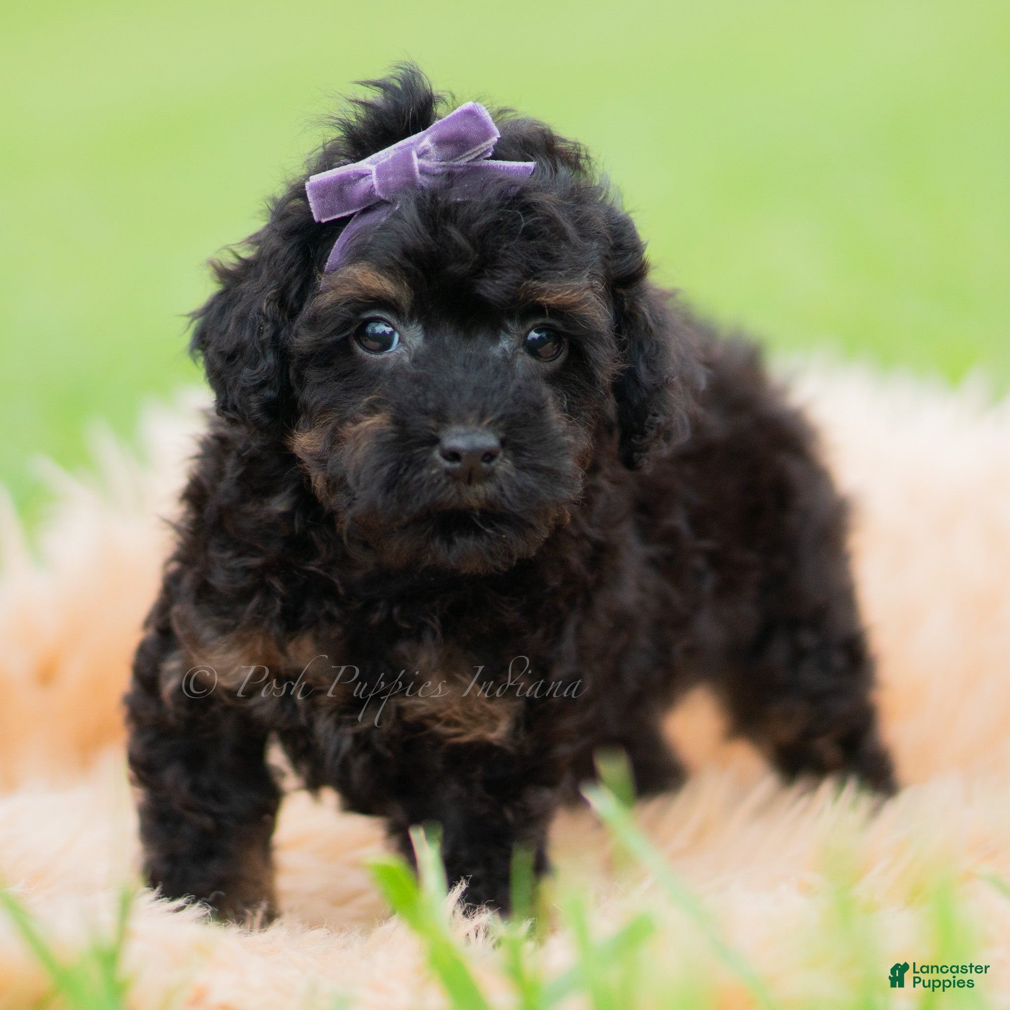 Toy Poodle dogs Trixie AKC - Ad 12